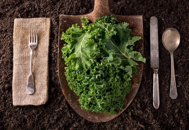 recetas kale