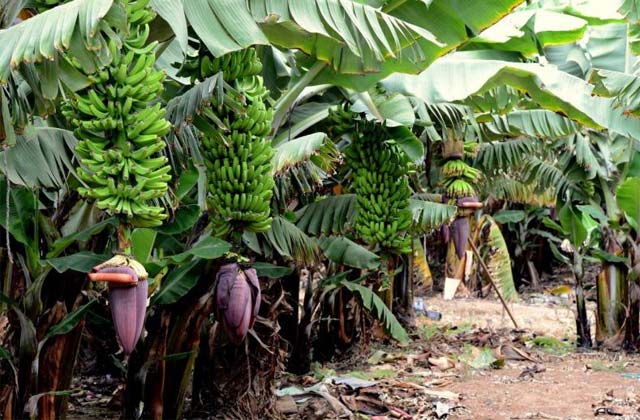 La fruta siempre debe dejarse madurar en el árbol