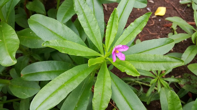 ginseng adaptógeno