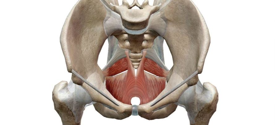 suelo pelvico musculatura