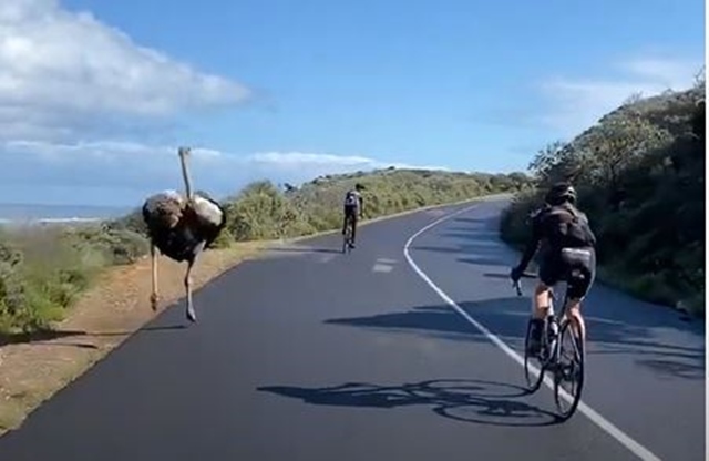Avestruz ciclismo