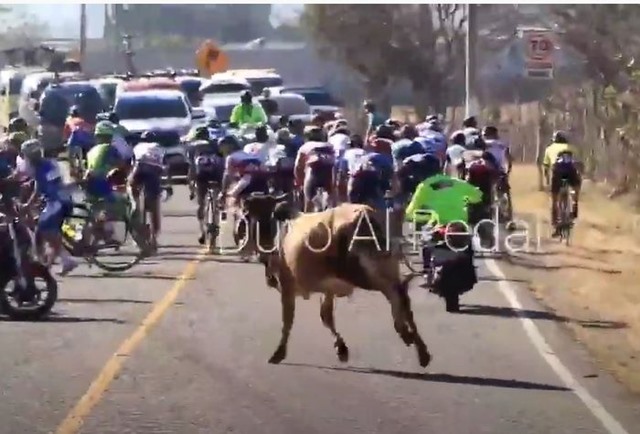 Toro arramete contra peloton ciclista