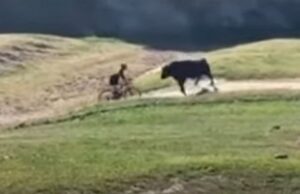 Un toro embiste a un ciclista