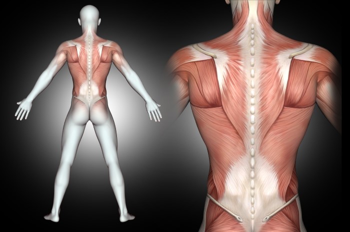 turkesterone masa muscular