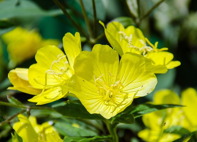 aceite de onagra
