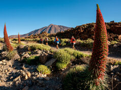 Tenerife Bluetrail by UTMB