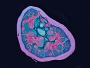 mitocondrias la clave de la energía