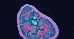 mitocondrias la clave de la energía