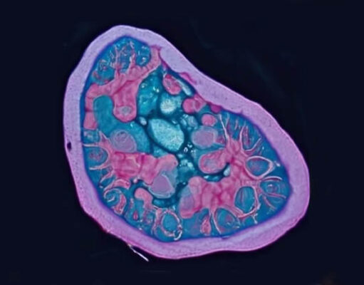 mitocondrias la clave de la energía