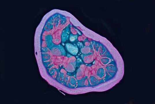 mitocondrias la clave de la energía